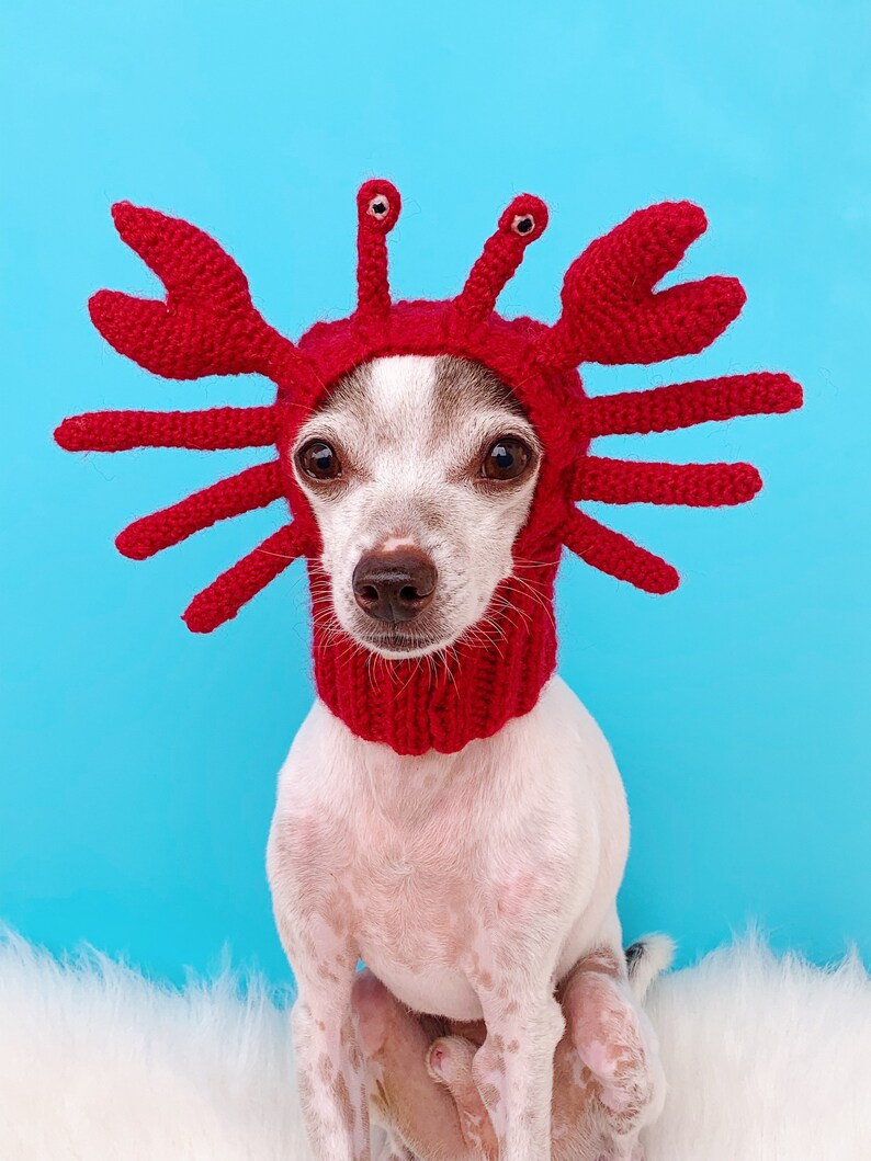 Crab Dog Hat Crab Dog Snood Crab Dog Costume Pet Ear - Etsy
