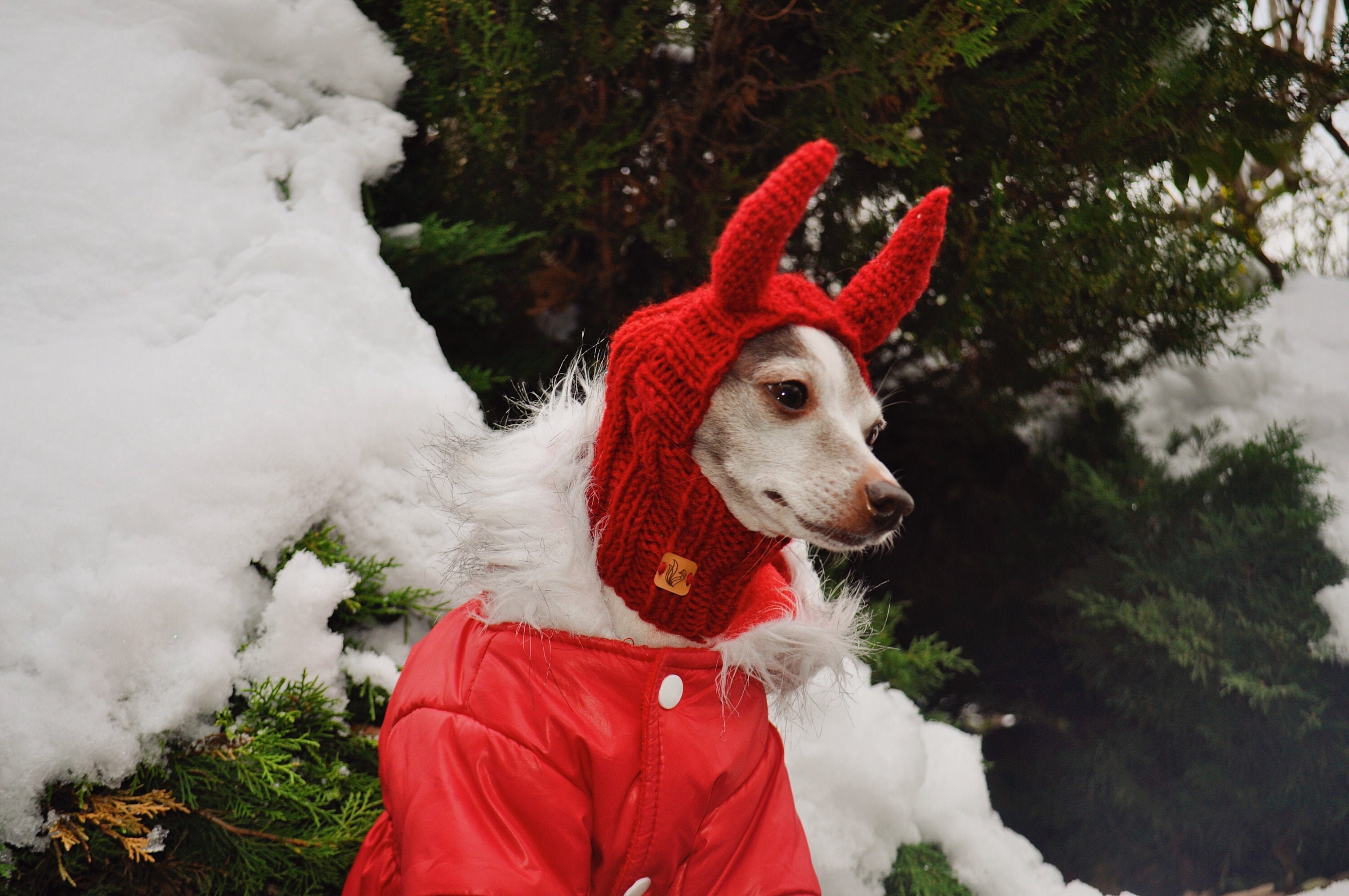 demon dog costume