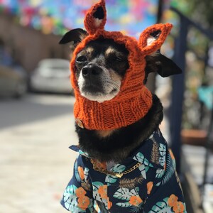 Puede incluir: Un peque&ntilde;o perro negro y marr&oacute;n con un gorro de zorro naranja tejido y una camisa hawaiana azul con un collar de cadena dorada.