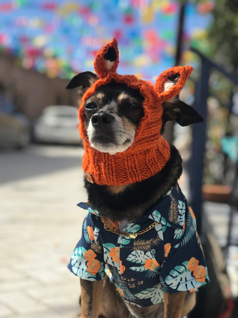 Puede incluir: Un peque&ntilde;o perro negro y marr&oacute;n con un gorro de zorro naranja tejido y una camisa hawaiana azul con un collar de cadena dorada.