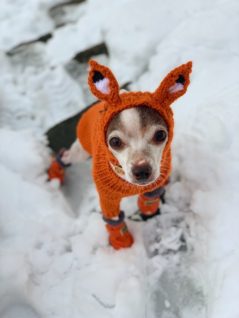 Puede incluir: Un peque&ntilde;o perro blanco con un disfraz de zorro naranja tejido con orejas blancas y negras y botines naranjas. El perro est&aacute; de pie en la nieve.