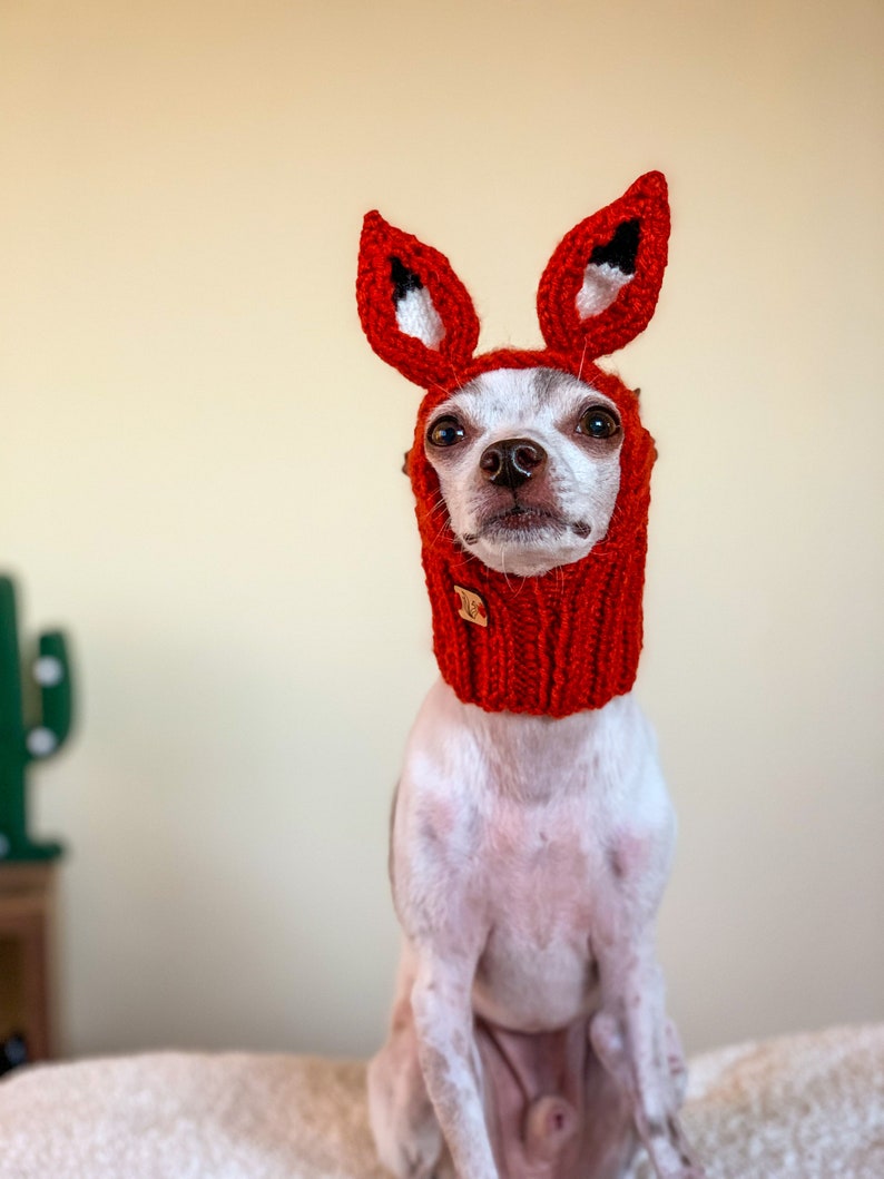 Puede incluir: Un peque&ntilde;o perro blanco con un gorro de zorro de punto rojo con orejas puntiagudas. El perro est&aacute; sentado en una superficie blanca y mirando directamente a la c&aacute;mara.