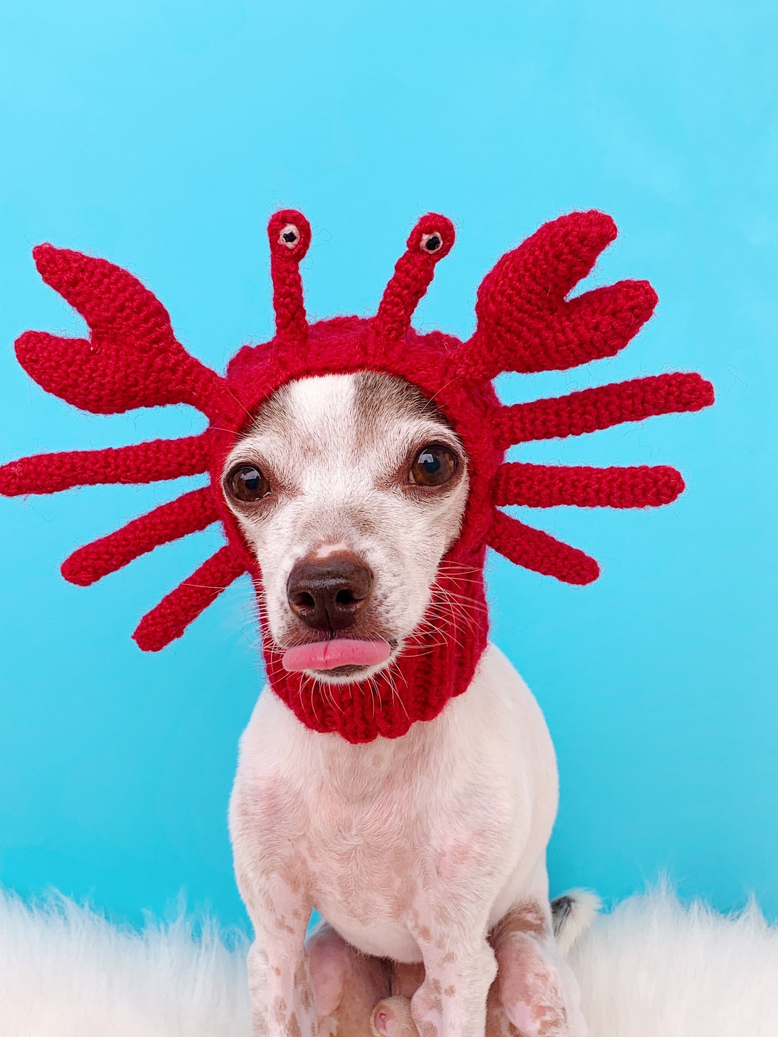 Crab Dog Hat Crab Dog Snood Crab Dog Costume Pet Ear - Etsy