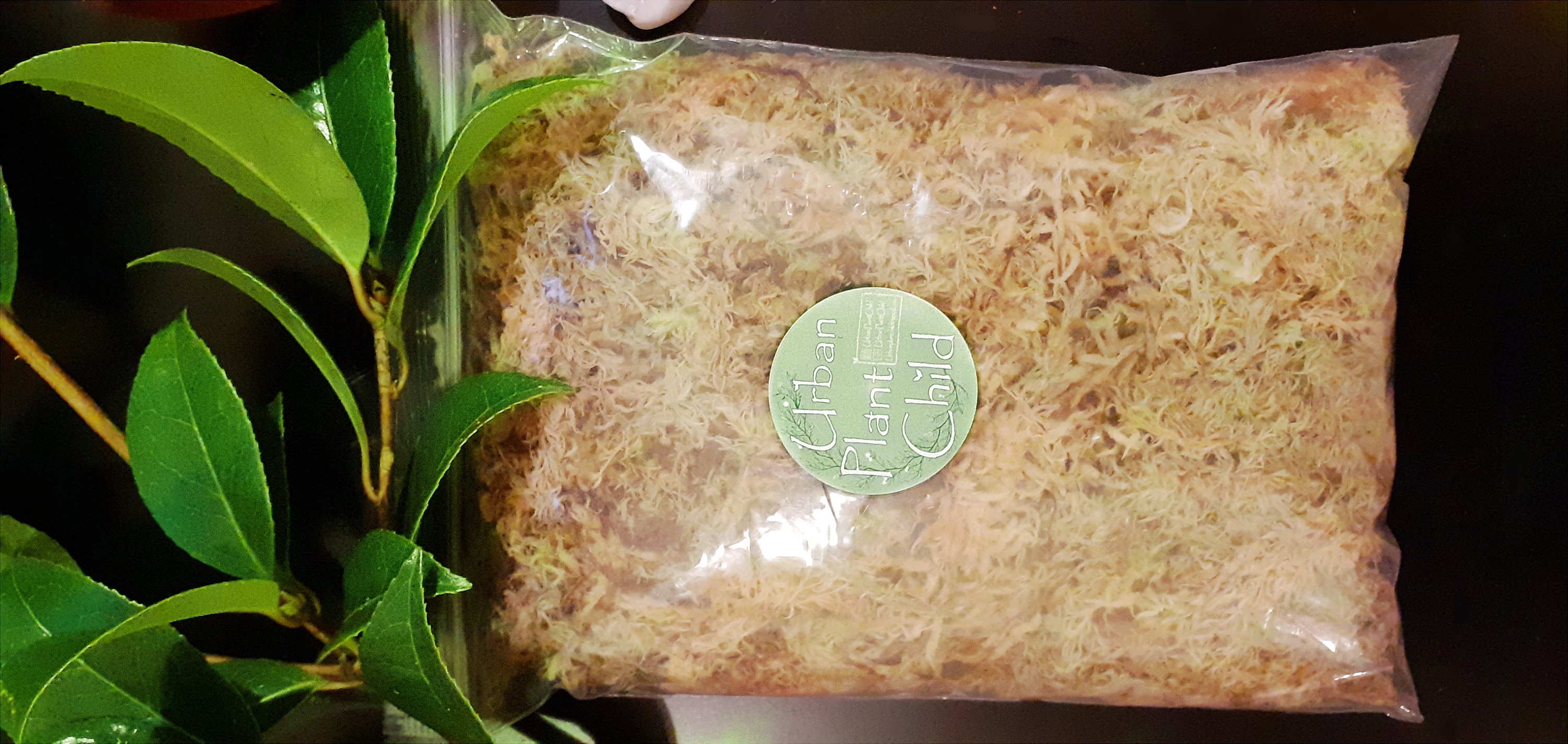 New Zealand sphagnum moss perfect for orchids and propagation, availa…