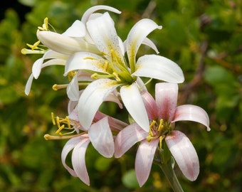Tiger Lily (lilium Columbianum) ~ 100 Seeds *pacific Northwest Wildflowers*  - Etsy