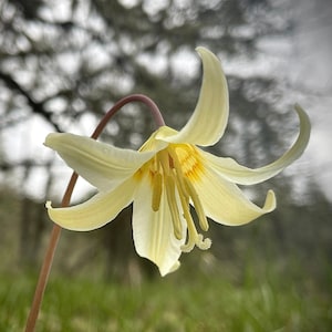 Oregon Fawn Lily (Erythronium oregonum) ~ 50 seeds *Pacific Northwest Wildflowers*