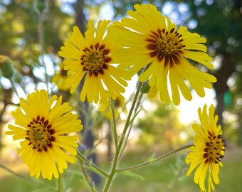 Elegant Tarweed (Madia Elegans) ~ 250 seeds *Pacific Northwest Wildflowers*