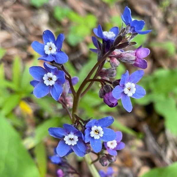 Pacific Hound’s Tongue (Adelinia grandis) ~ 25 seeds *Pacific Northwest Wildflowers*