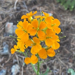 Western Wallflower (Erysimum capitatum) ~ 250 seeds *Pacific Northwest Wildflowers*