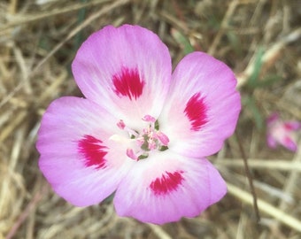 Farewell To Spring (Clarkia amoena) ~ 500 seeds *Pacific Northwest Wildflowers*