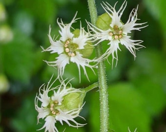 Fringe Cups (Tellima grandiflora) ~ 5000 seeds *Pacific Northwest Wildflowers*