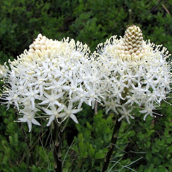 Beargrass (Xerophyllum tenax) ~ 250 seeds *Pacific Northwest Wildflowers*