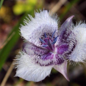 Cat's Ear Lily (Calochortus tolmiei) ~ 100 seeds *Pacific Northwest Wildflowers*