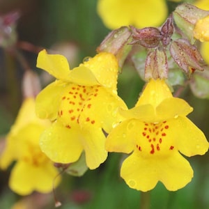 May include: Close-up of yellow flowers with red spots. The flowers have a bell shape and are covered in water droplets.