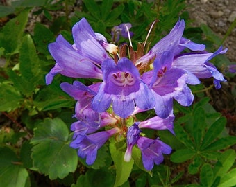 Small-flower Beardtounge (Penstemon procerus) ~ 500 small seeds *Pacific Northwest Wildflowers*