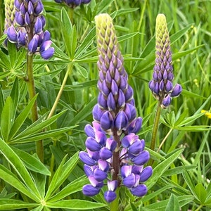 Big Leaf Lupine Lupinus polyphyllus 50 seeds Pacific Northwest Wildflowers image 1