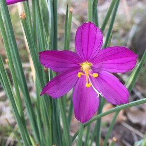 Outdoor & Gardening Seeds & Seed Bombs Home & Living Collomia ...