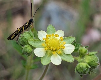 Sticky Cinquefoil (Drymocallis glandulosa) ~ 250 seeds *Native PNW Wildflowers*