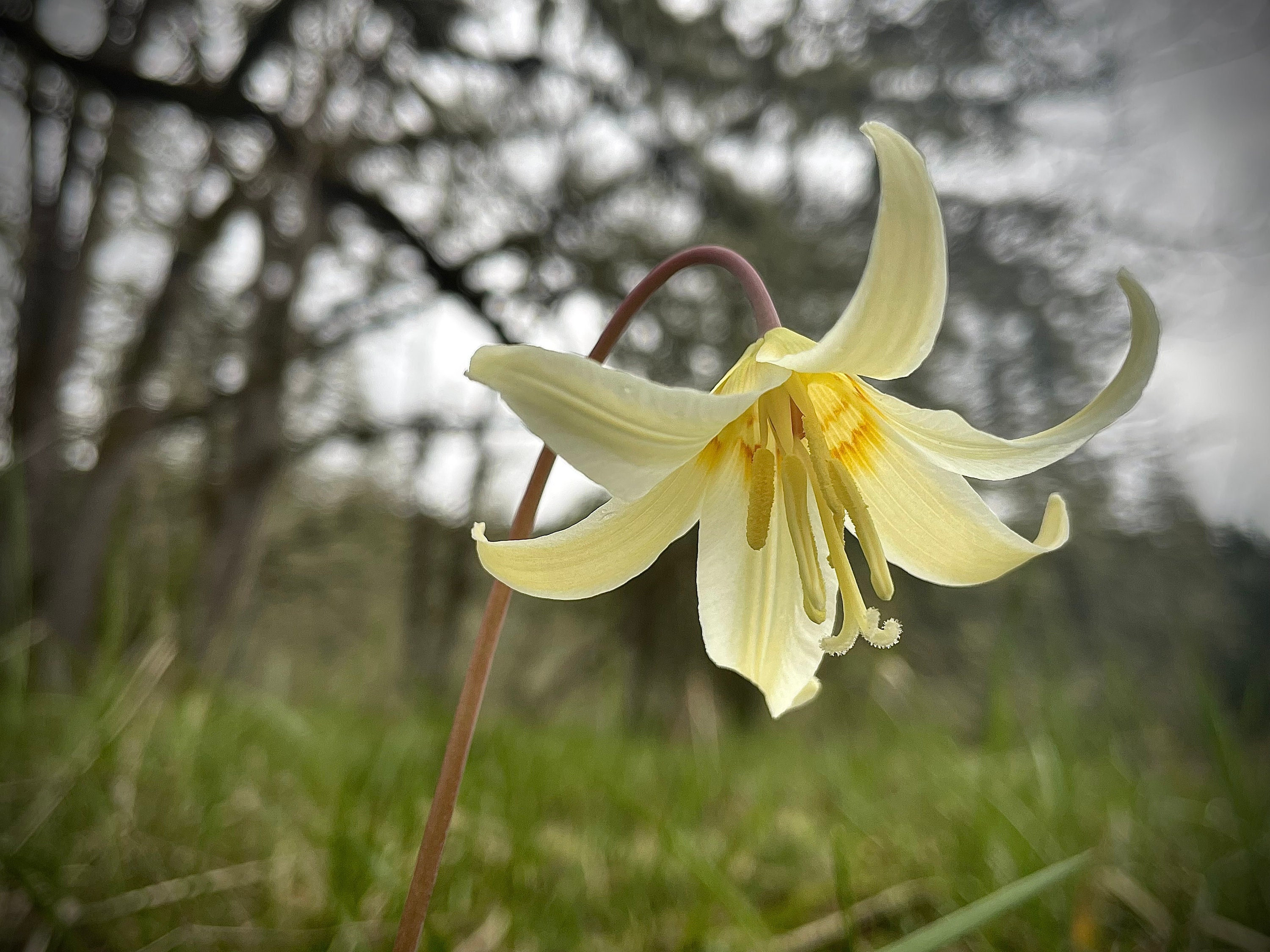 Lilium♡ Division I - Asiatics