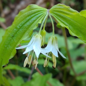 Hooker’s Fairybells (Prosartes hookeri) ~ 25 seeds *PNW Native Wildflowers*