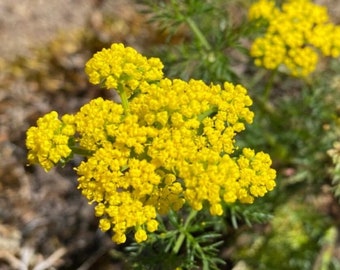 Spring Gold (Lomatium utriculatum) ~ 100 seeds *Pacific Northwest Wildflowers*