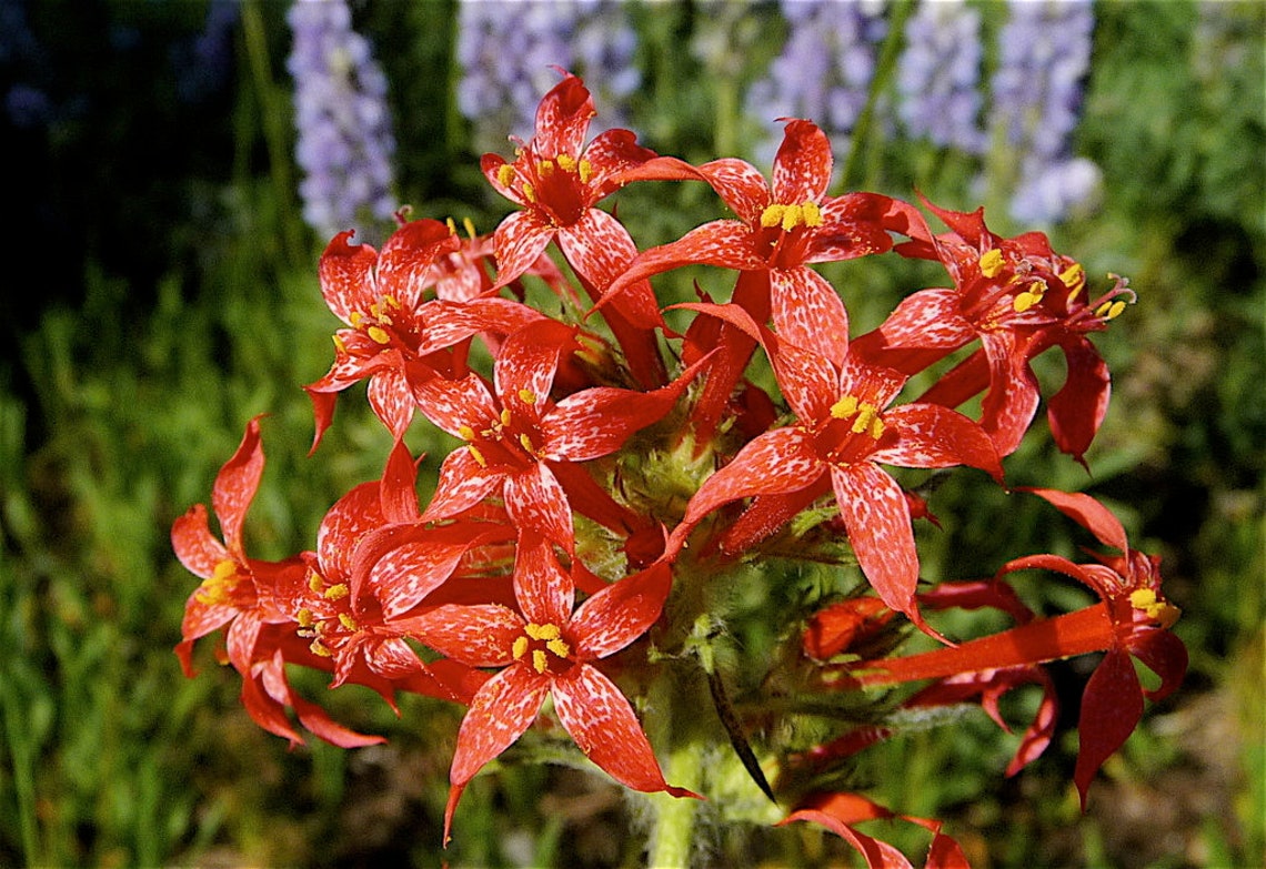 Scarlet Gilia Ipomopsis aggregata 50 seeds Pacific Etsy