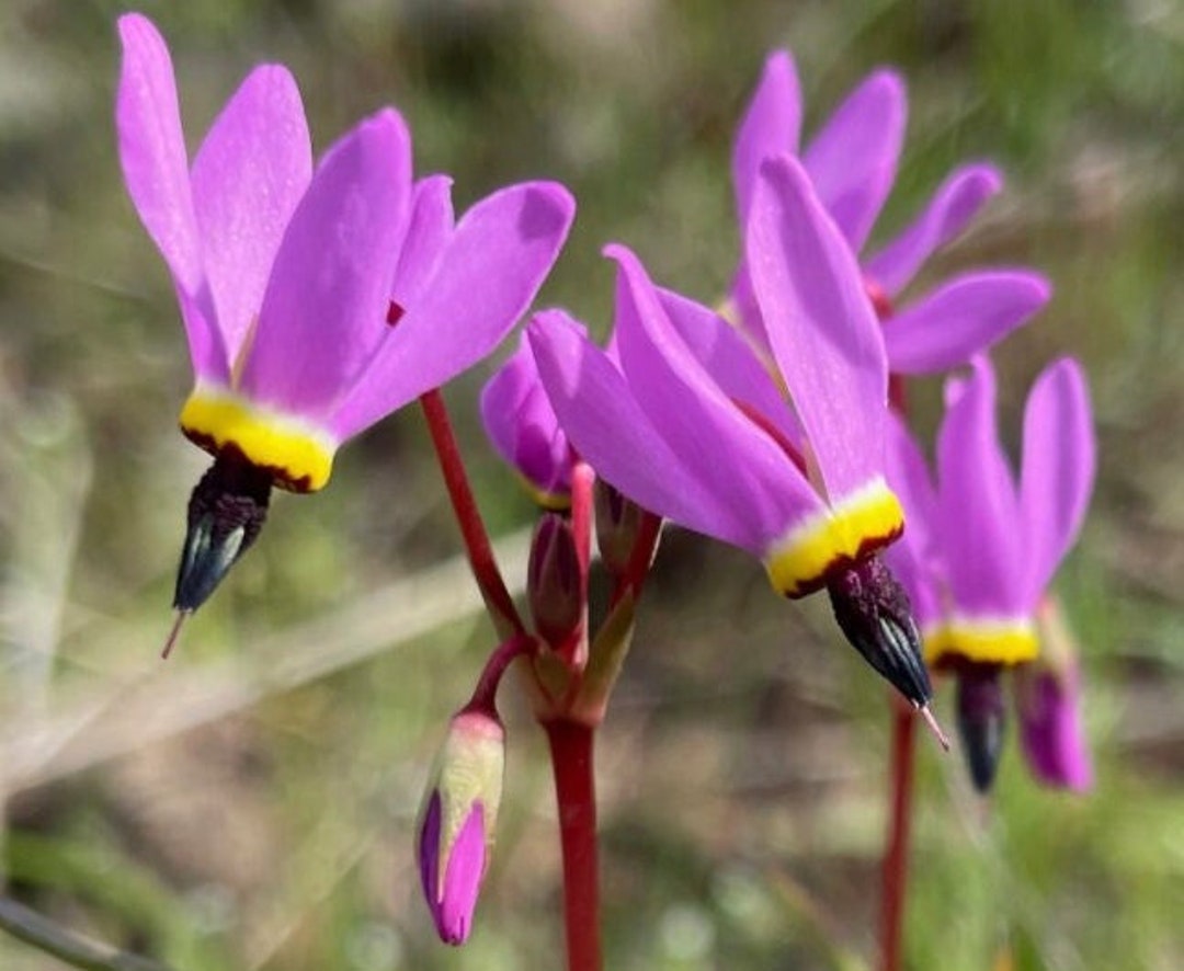 Henderson’s Shooting Star dodecatheon Hendersonii 100 Seeds pacific