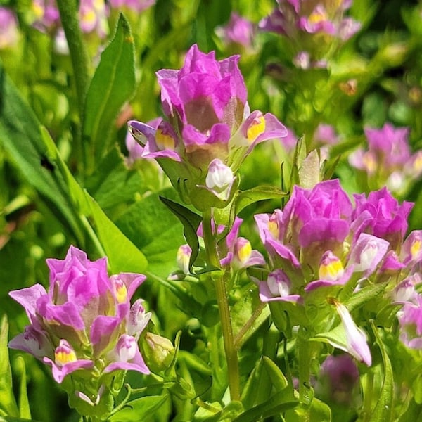 Owl's Clover (Orthocarpus imbricatus) ~ 250 seeds *Pacific Norwest Wildflowers*