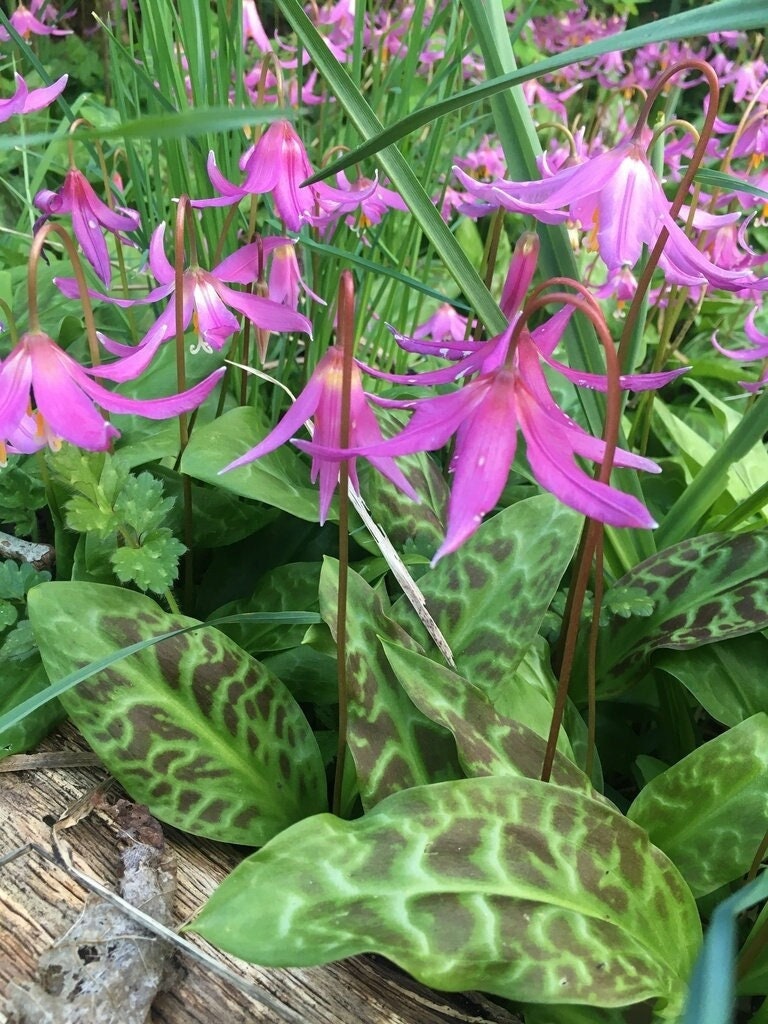 Coast Fawn Lily (erythronium Revolutum) ~ 100 Seeds *pacific Northwest  Wildflowers* - Etsy