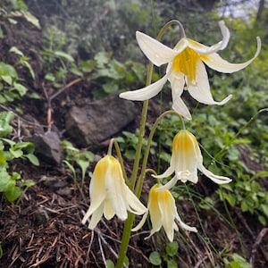 Oregon Fawn Lily (Erythronium oregonum) ~ 100 seeds *Pacific Northwest Wildflowers*
