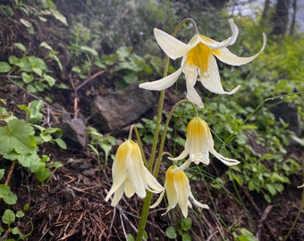 Oregon Fawn Lily (Erythronium oregonum) ~ 100 seeds *Pacific Northwest Wildflowers*