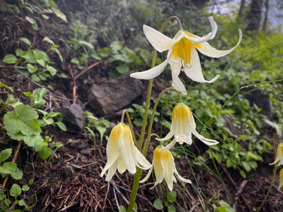 Lilium♡ Lilium 'tiny Ink' | Compact Asiatic Lily | Deep Burgundy