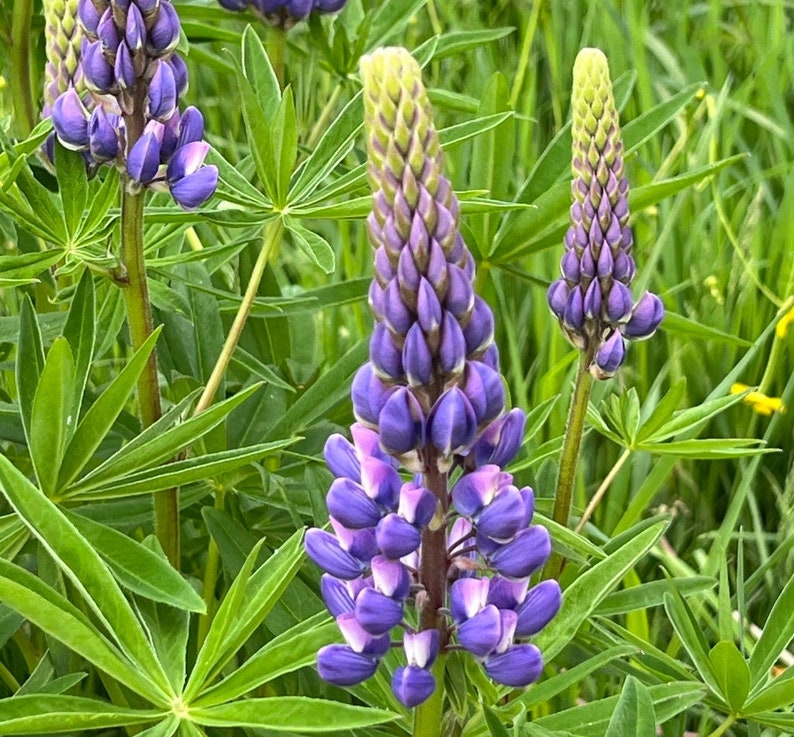 Big Leaf Lupine Lupinus polyphyllus 50 seeds Pacific Northwest Wildflowers image 1