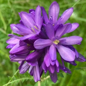 Ookow (Dichelostemma congestum) ~ 100 seeds *Pacific Northwest Wildflowers*