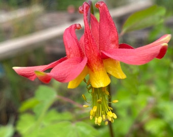 Western Columbine (Aquilegia formosa) ~ 250 seeds *Pacific Northwest Wildflowers*