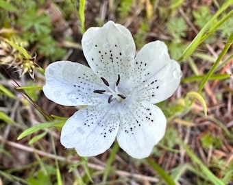 White Baby Blue Eyes (Nemophila menziesii var. atomaria) ~ 100 seeds *Pacific Northwest Wildflowers*