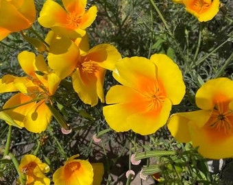 California Poppy (Eschscholzia californica) ~ 250 seeds *Pacific Northwest Wildflowers*