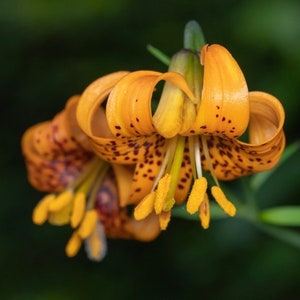 Tiger Lily (Lilium columbianum) ~ 100 seeds *Pacific Northwest Wildflowers*