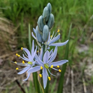 Small Camas (Camassia quamash) ~ 100 seeds *Pacific Northwest Wildflowers*