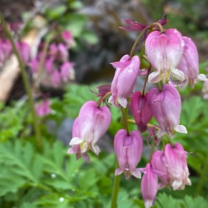 May include: Close-up of a cluster of pink and white bleeding heart flowers. The heart-shaped blooms hang from arching stems, with green foliage in the background. Water droplets cling to the petals, adding a touch of freshness to the image.