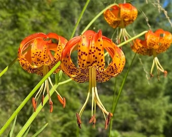 Leopard Lily (lilium Pardalinum) ~ 50 Seeds *pacific Northwest