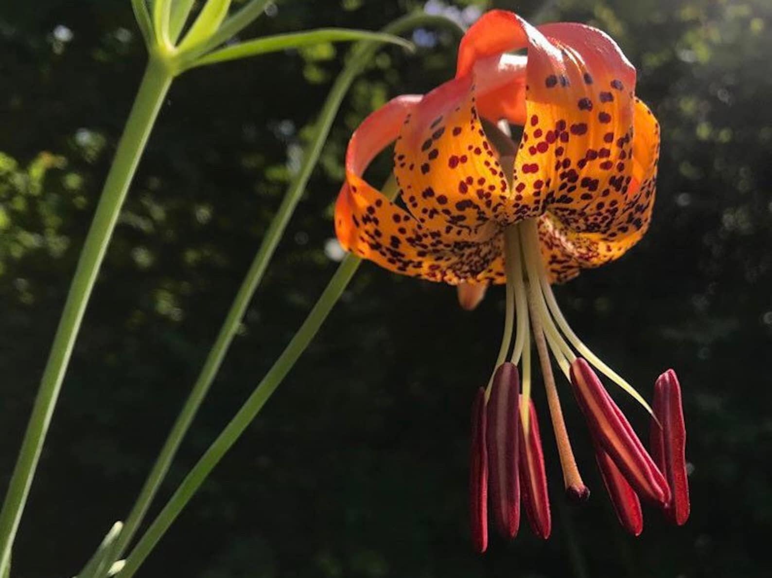 Leopard Lily Lilium pardalinum 25 seeds Pacific Northwest Etsy