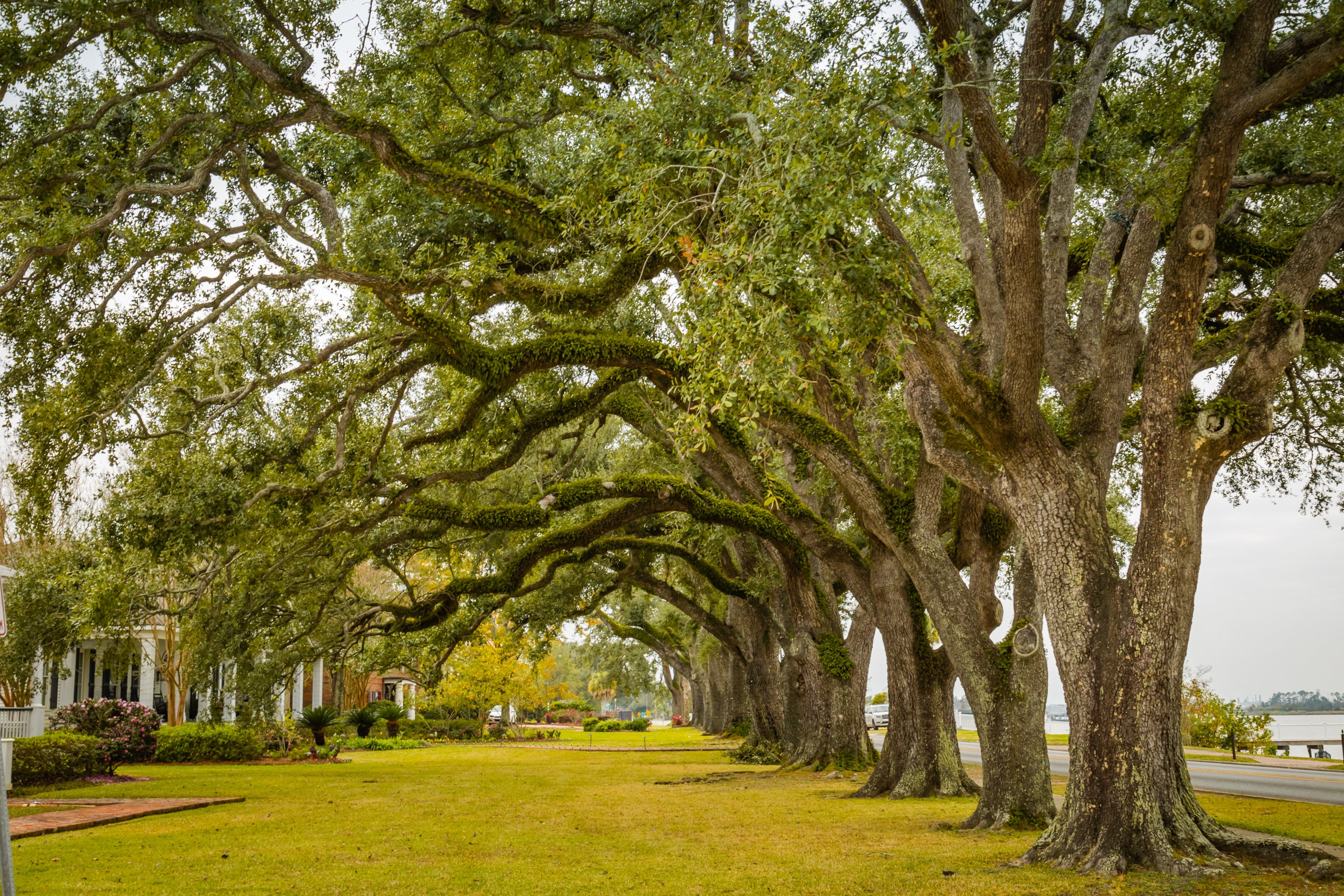 Common Problems With 10 Year Old Oak Trees - 6ydp9t6