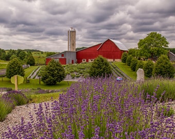 Lavender farm in Michigan with a red barn and clouds