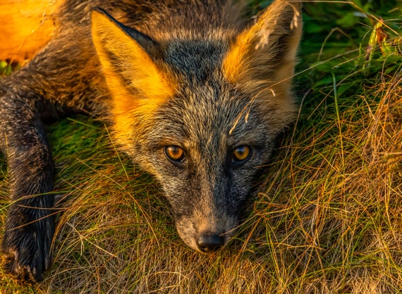 Fox in Newfoundland Canada Black and Orange Fox Animal Lover