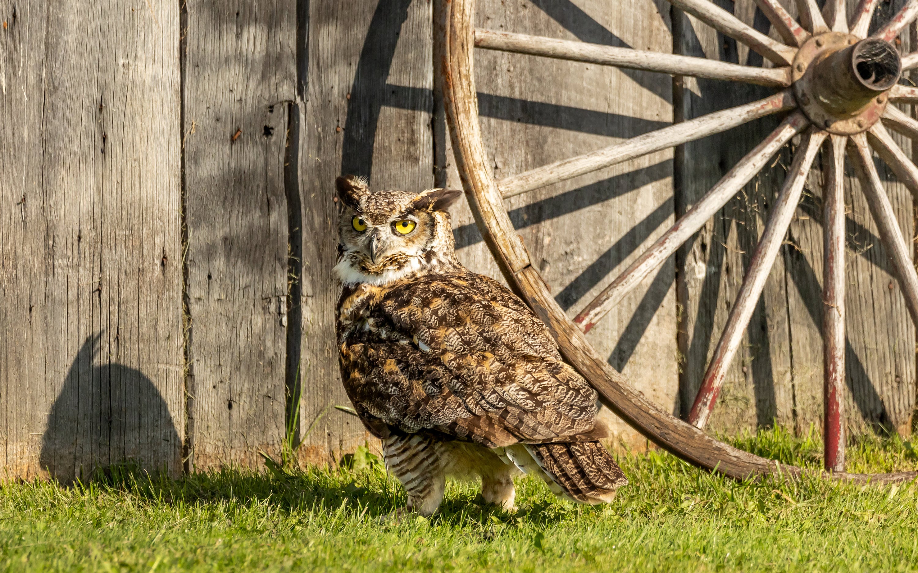 Owl and the wagon wheel | Owl photo lovers | Owl eyes | bird lover photograph | Owl lover art | Owl