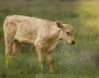 Calf (baby cow) grazing in the field