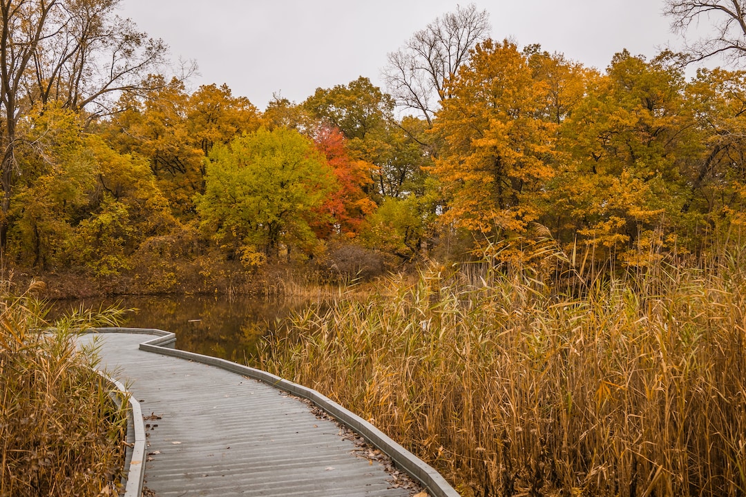 Fall Colours on the Boardwalk in Ojibway Park in Windsor, Ontario ...