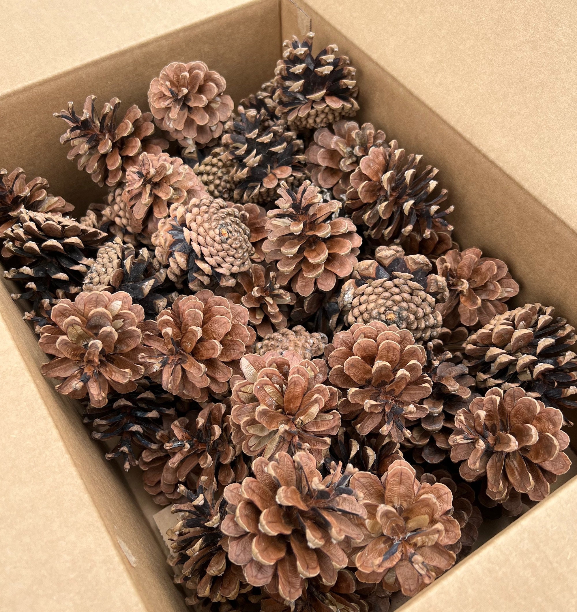 100Pcs Natural Mini Pine Cones Bulk, Thanksgiving Rustic Pine Cone  Ornaments Vase Fillers Christmas Small Tiny Pinecones for Crafts,Pine Cones  Decorations for Christmas Tree