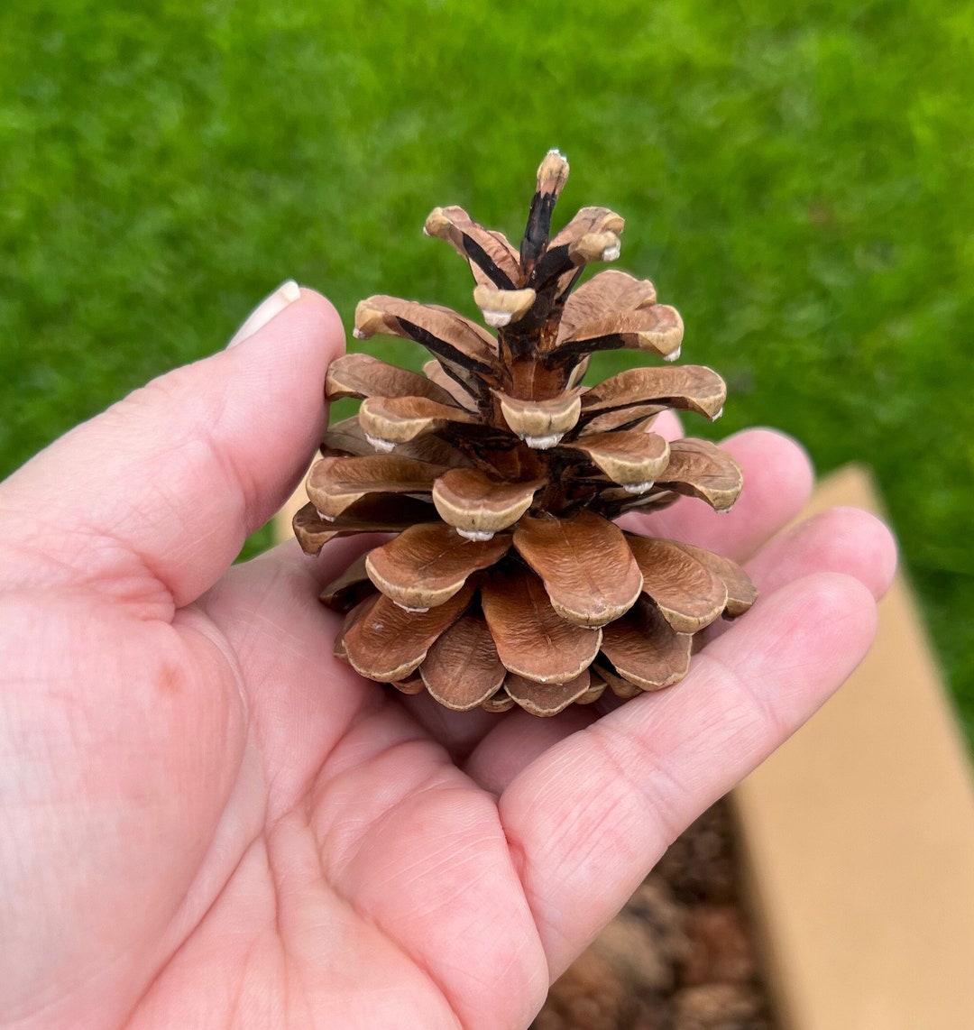 40 Pinecones Bulk Pinecones Natural Ponderosa Pine Cones for Etsy